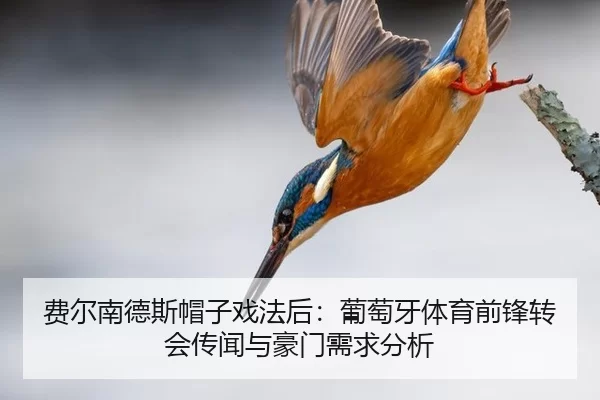 fei-er-nan-de-si-mao-zi-xi-fa-hou-pu-tao-ya-ti-yu-qian-feng-zhuan-hui-chuan-wen-yu-hao-men-xu-qiu-fen-xi-3-464.jpg